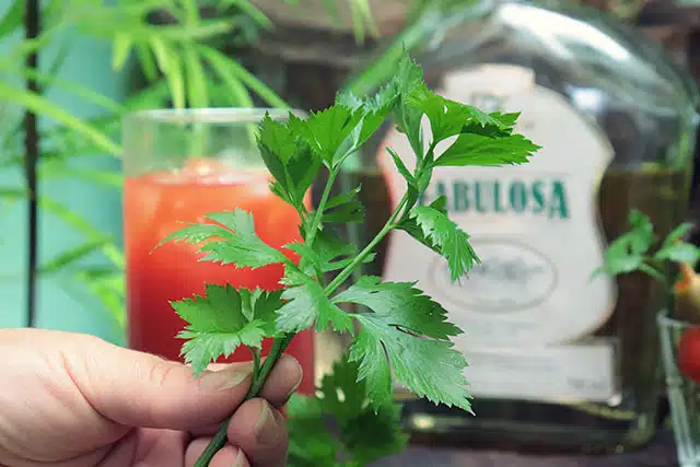 Bloody Mary De Cachaca 14 Bloody Mary De Cachaca 14