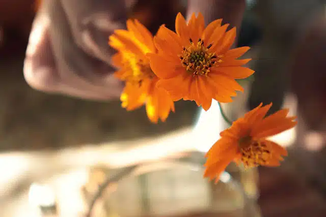 Caipirinha De Flores Com Cachaca Artesanal 10 Caipirinha De Flores Com Cachaca Artesanal 10