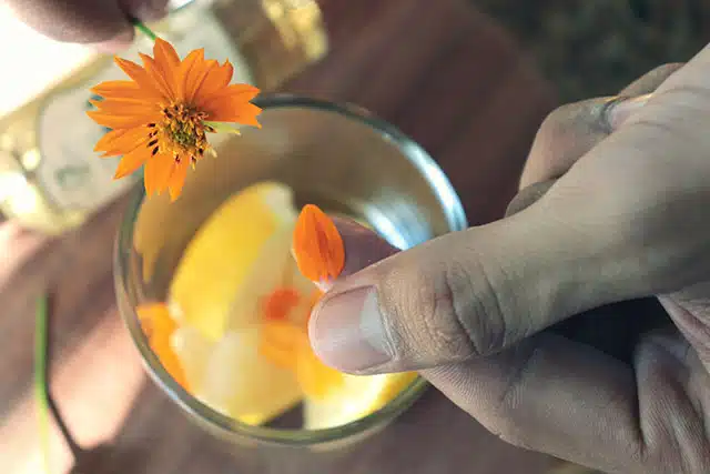 Caipirinha De Flores Com Cachaca Artesanal 11 Caipirinha De Flores Com Cachaca Artesanal 11